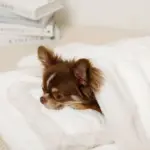 お星さまとお月さま柄お布団SET - Image 7