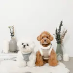 スノー刺繍ハーネス+リードSET【名入れ刺繍対応】 - Image 4