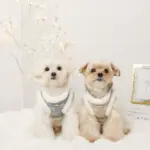 スノー刺繍ハーネス+リードSET【名入れ刺繍対応】 - Image 6