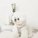 ツイードチェックファーハーネス+リードSET【名入れ刺繍対応】 - Image 2