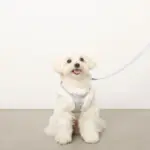 ツイードチェックファーハーネス+リードSET【名入れ刺繍対応】 - Image 3