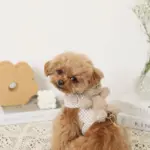 くまさんギンガムチェックおんぶハーネス+リードSET【名入れ刺繍対応】 - Image 5