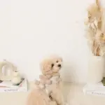 くまさんギンガムチェックおんぶハーネス+リードSET【名入れ刺繍対応】 - Image 6