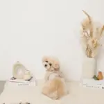 くまさんギンガムチェックおんぶハーネス+リードSET【名入れ刺繍対応】 - Image 8