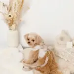 くまさんギンガムチェックおんぶハーネス+リードSET【名入れ刺繍対応】 - Image 10