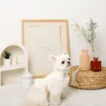 コットンレースフリルハーネス+リードSET【名入れ刺繍対応】 - Image 2