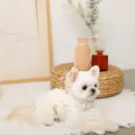 コットンレースフリルハーネス+リードSET【名入れ刺繍対応】 - Image 7