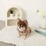 コットンレースフリルハーネス+リードSET【名入れ刺繍対応】 - Image 10