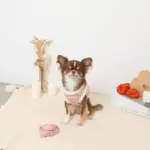 ボアチューリップ刺繍ハーネス+リードSET【名入れ刺繍対応】 - Image 4