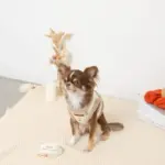 ボアチューリップ刺繍ハーネス+リードSET【名入れ刺繍対応】 - Image 5