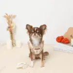 ボアチューリップ刺繍ハーネス+リードSET【名入れ刺繍対応】 - Image 6