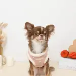 ボアチューリップ刺繍ハーネス+リードSET【名入れ刺繍対応】 - Image 9