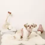 ボアハーネス+リードSET【名入れ刺繍対応】 - Image 5