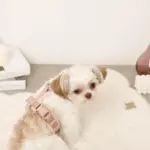 ボアハーネス+リードSET【名入れ刺繍対応】 - Image 7