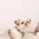 ボアハーネス+リードSET【名入れ刺繍対応】 - Image 8