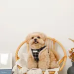 チェック柄ボアハーネス+リードSET【名入れ刺繍対応】 - Image 3