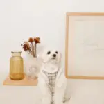 チェック柄ボアハーネス+リードSET【名入れ刺繍対応】 - Image 6