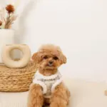 チェック柄ボアハーネス+リードSET【名入れ刺繍対応】 - Image 7