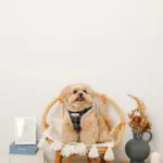 チェック柄ボアハーネス+リードSET【名入れ刺繍対応】 - Image 8