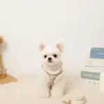 チェック柄ボアハーネス+リードSET【名入れ刺繍対応】 - Image 9