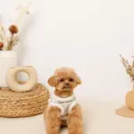 チェック柄ボアハーネス+リードSET【名入れ刺繍対応】 - Image 10