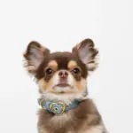 シュリンクレザーハートバックルカラー - Image 3