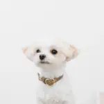 シュリンクレザーハートバックルカラー - Image 6