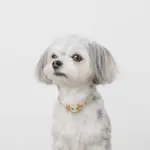 シュリンクレザーハートバックルカラー - Image 8