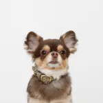 シュリンクレザーハートバックルカラー - Image 9