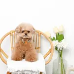 アニマル柄カラー＋リードSET【名入れ彫刻対応】 - Image 4