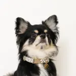 アニマル柄カラー＋リードSET【名入れ彫刻対応】 - Image 5