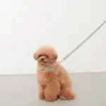 アニマル柄カラー＋リードSET【名入れ彫刻対応】 - Image 10