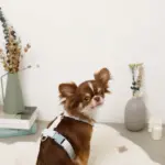 ギンガムチェックいちごハーネス - Image 3