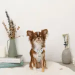 ギンガムチェックいちごハーネス - Image 5