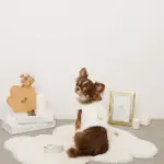 キルティングボアレースハーネス+リードSET【名入れ刺繍対応】 - Image 4