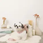 ビッグリボンファーハーネス+リードSET【名入れ刺繍対応】 - Image 7