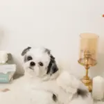 ビッグリボンファーハーネス+リードSET【名入れ刺繍対応】 - Image 8