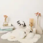 ビッグリボンファーハーネス+リードSET【名入れ刺繍対応】 - Image 9