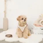 ボアハート刺繍ハーネス＋リードSET【名入れ刺繍対応】 - Image 2