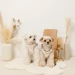 ボアハート刺繍ハーネス＋リードSET【名入れ刺繍対応】 - Image 6