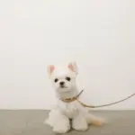 フェイクレザーメッシュMIXカラー＋リードSET - Image 4