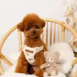 くまさん刺繍ボアハーネス+リードSET【名入れ刺繍対応】 - Image 2