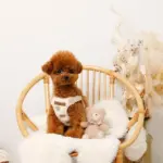 くまさん刺繍ボアハーネス+リードSET【名入れ刺繍対応】 - Image 3