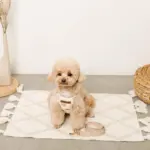 くまさん刺繍ボアハーネス+リードSET【名入れ刺繍対応】 - Image 9