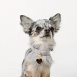 ハートチャームレザーカラー【名入れ彫刻対応】 - Image 5