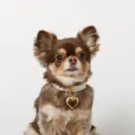 ハートチャームレザーカラー【名入れ彫刻対応】 - Image 7