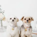 ハートチャームレザーカラー【名入れ彫刻対応】 - Image 10