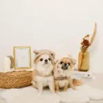 耳付きフードボアハーネス - Image 3