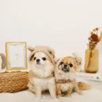 耳付きフードボアハーネス - Image 7