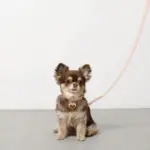 レザーリード - Image 3